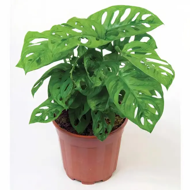 All About the Swiss Cheese Plant